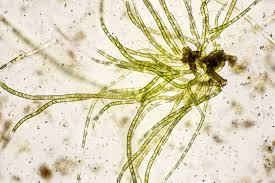 <p>Identify</p>