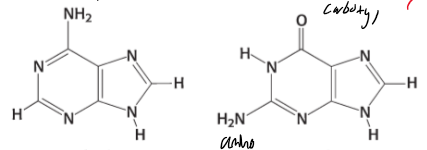 <p>identify </p>