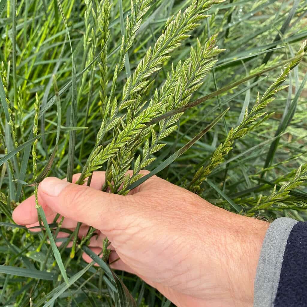<p>Identify the <strong>grass</strong></p>