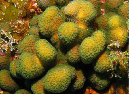 <p>What is this digitate coral from the Scleractinia order? </p>