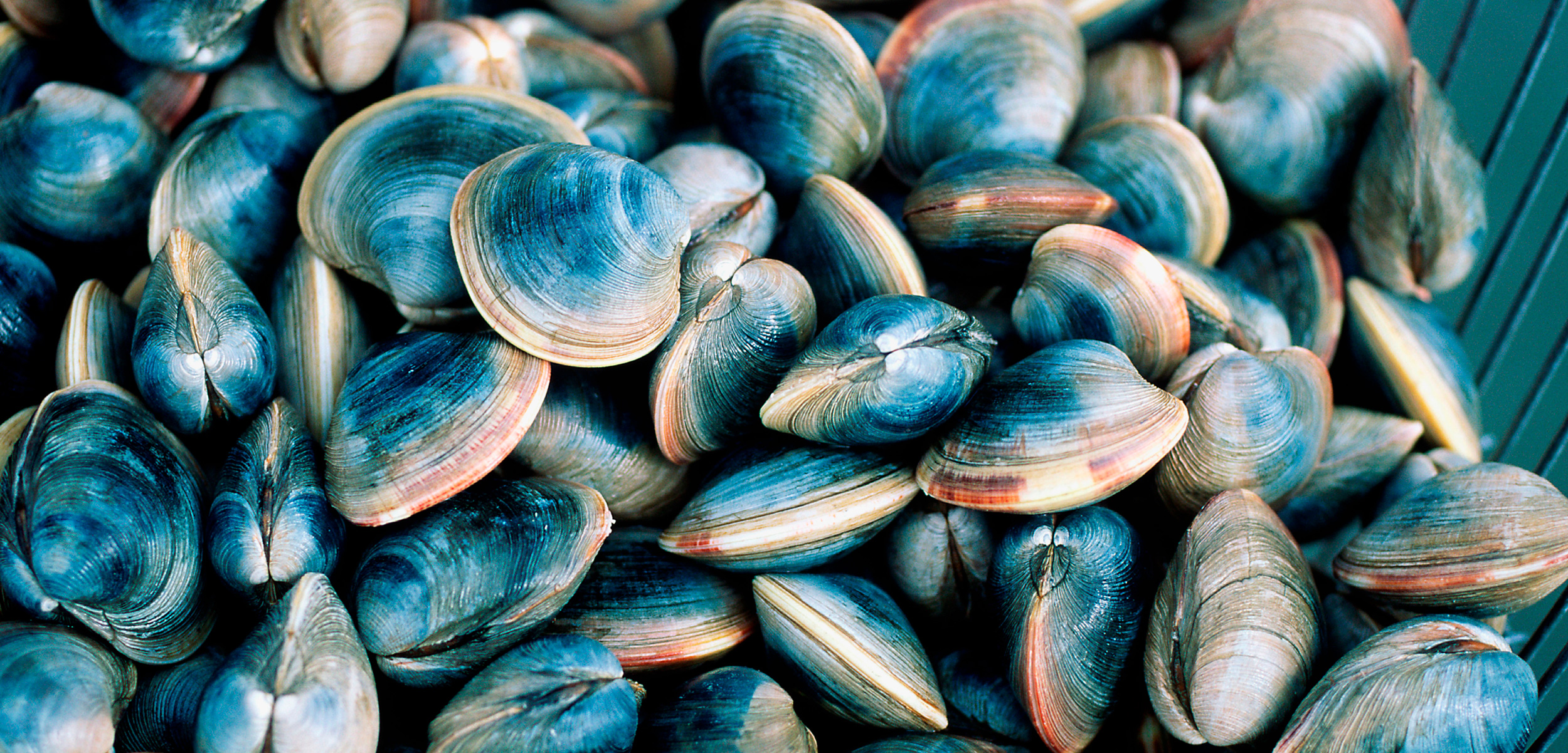 <p>Shellfish</p>