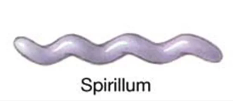 <p>“s-shaped”</p>