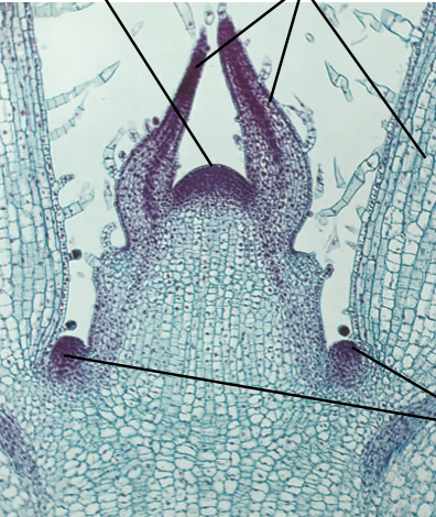 <p>What is the top right arrow pointing to?</p>