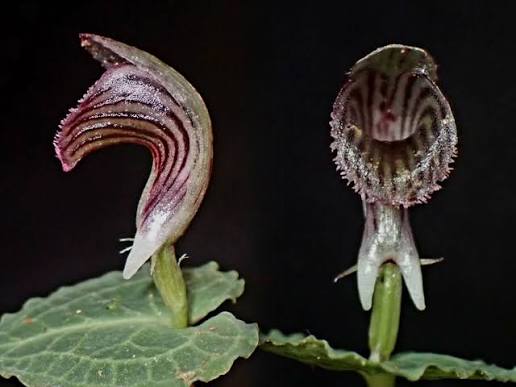 <p>discovered in Mt. Apo</p>
