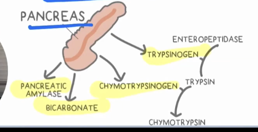 <p>Secretion of digestive enzymes into the small intestine via the pancreatic duct </p>