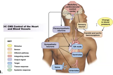 <p>Afferent information from the receptors in the carotid sinus is carried in the carotid sinus nerve, while information from the aortic arch is carried in the vagus nerve. These signals are integrated in the medulla.</p>