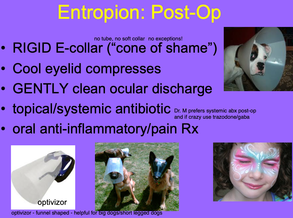 <p>Rigid E-collar.</p><p>Cold eye compresses.</p><p>Gently clean ocular discharge.</p><p>Topical/systemic ABX.</p><p>PO anti-inflammatory and PM.</p>