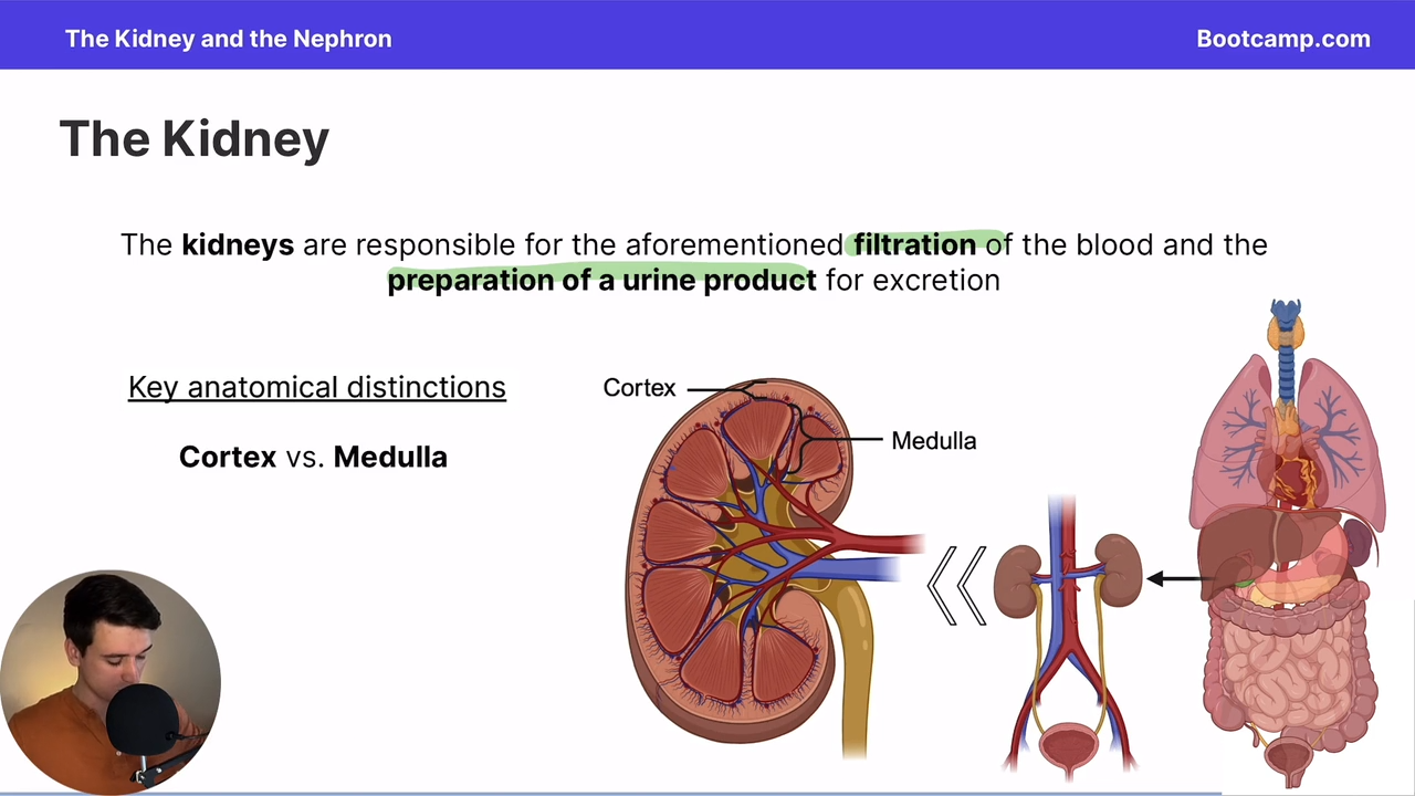 <p>Filtration of blood and prep of urine product for secretion</p>