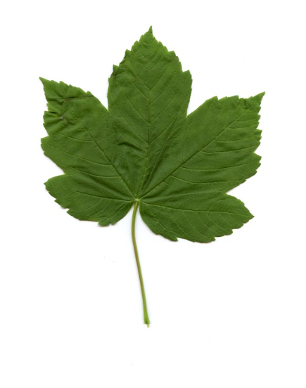 term image