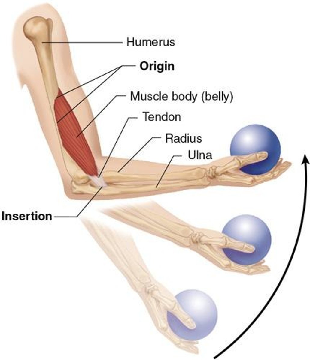 <p>By contracting and pulling on tendons to move bones or tissues.</p>