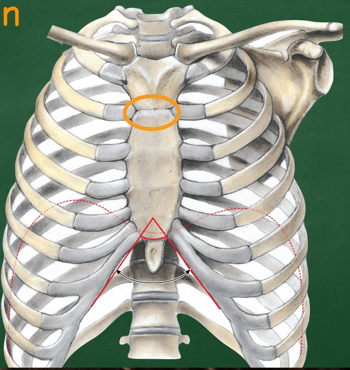 <p>What landmark is also called the sternal angle?</p>