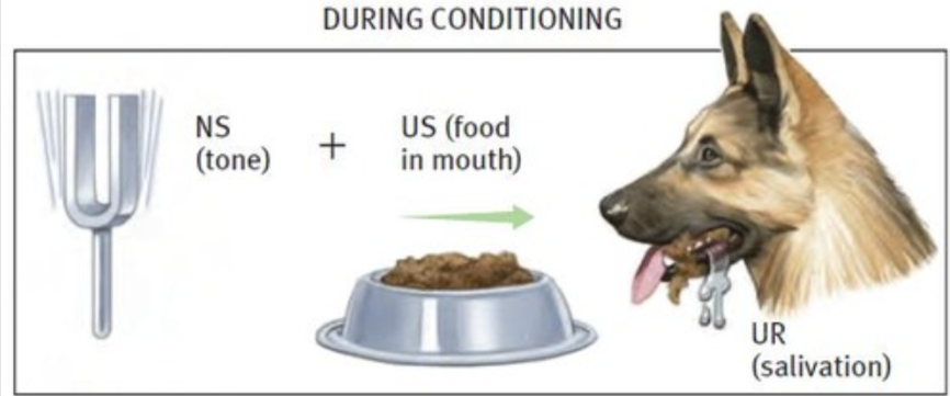 <p>Acquisition (in classical conditioning)</p>
