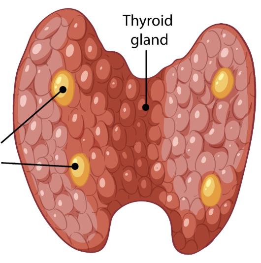 <p>Four small, pea-sized glands attached to the posterior surface of the thyroid gland.</p>