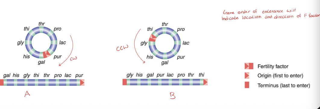 <p>Gene order of entrance will indicate LOCATION and DIRECTION of F factor </p>