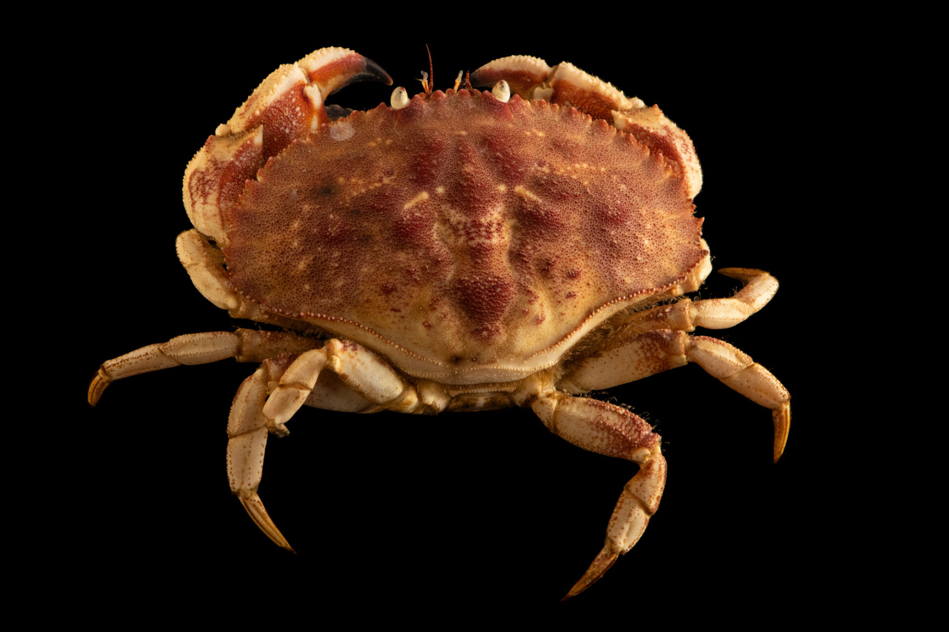 <p>Jonah Crab (sometimes just called a Cancer Crab)</p>