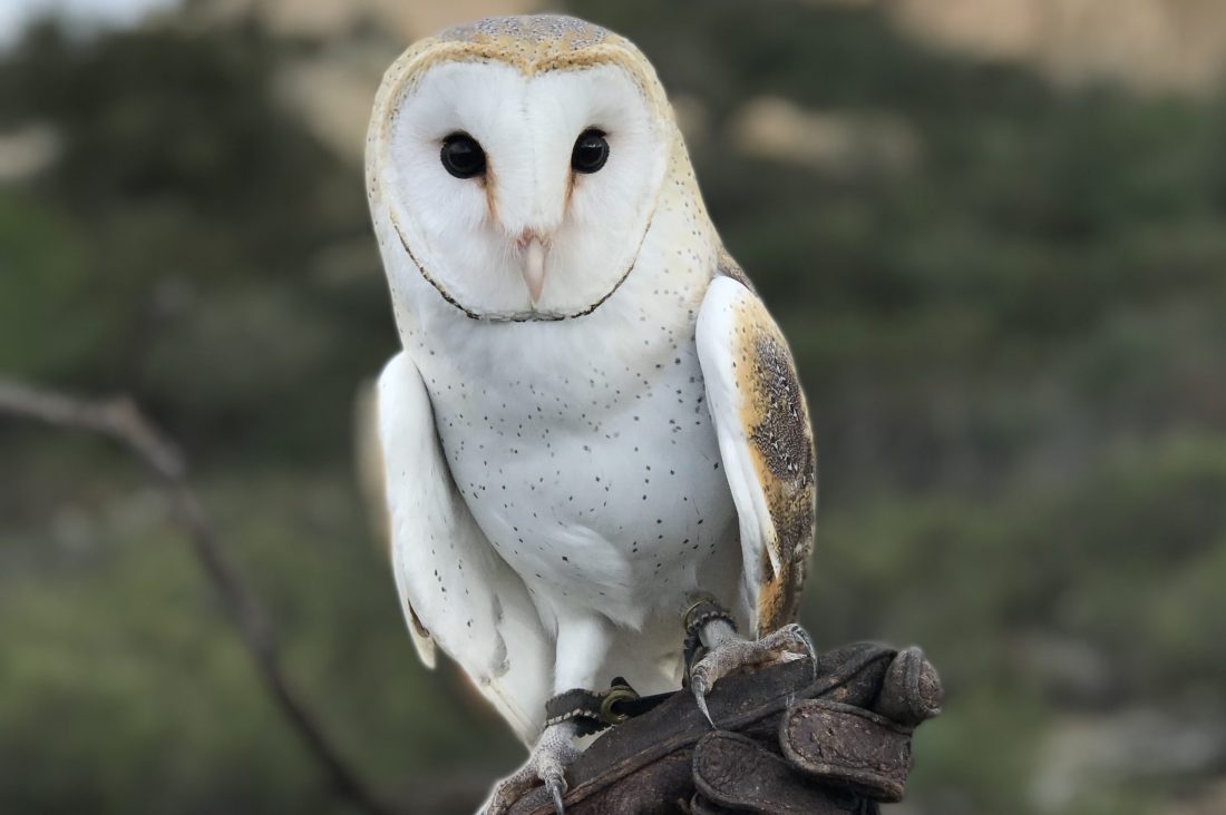 <p>an owl</p>