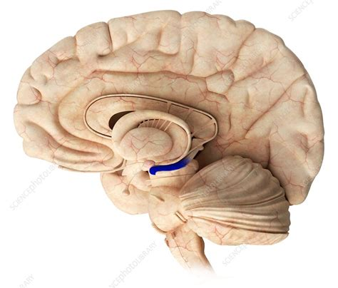 <p>limbic system</p>