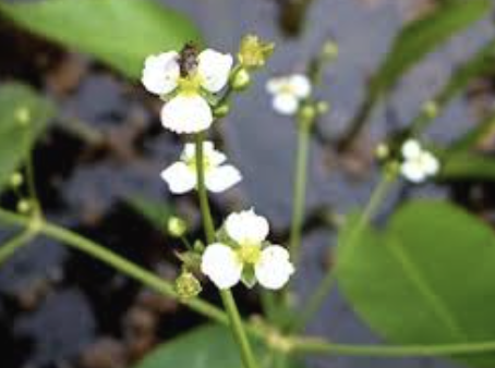 <p>Alismataceae is otherwise known as the ______ _______ family, with usually crumpled flowers</p>