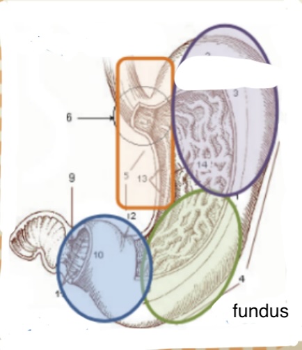 <ul><li><p>digestive region</p></li><li><p>parietal cells —> HCl —> very acidic environment</p></li><li><p>large number of glands —> protoeolytic enzymes</p></li><li><p>sometimes fat-splitting enzymes</p></li><li><p>rennin — enzyme that facilitates digestion of milk</p></li></ul><p></p>