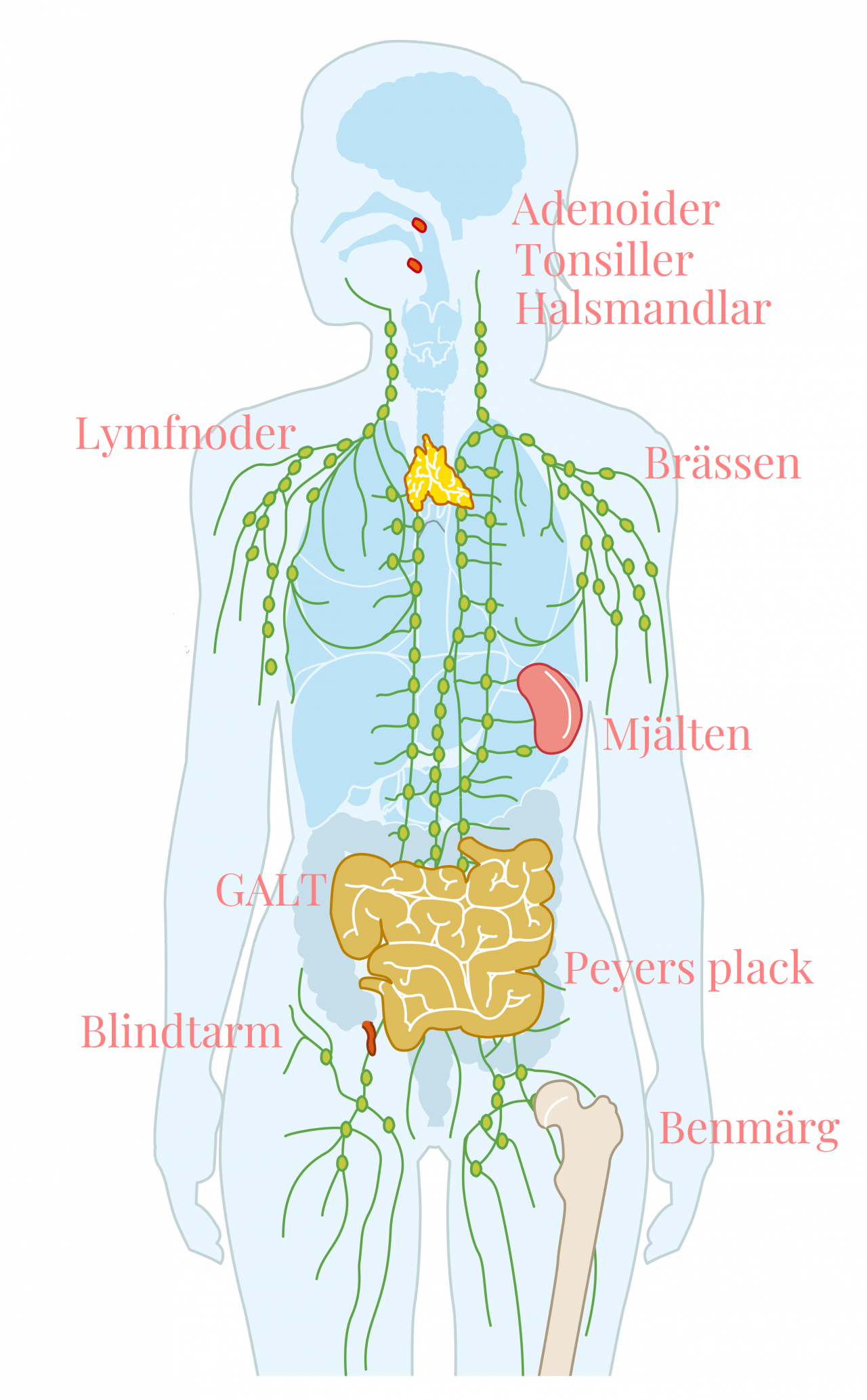 <p>Lymfatiska systemet</p>