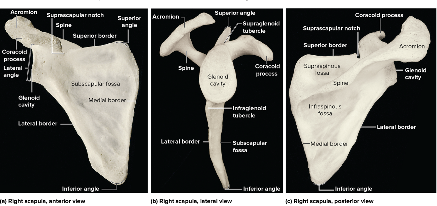 <ul><li><p>spine</p></li><li><p>acromion</p></li><li><p>coracoid process</p></li><li><p>glenoid cavity</p></li><li><p>lateral border</p></li><li><p>medial border</p></li><li><p>superior border</p></li><li><p>suprascapular notch</p></li><li><p>superior angle</p></li><li><p>inferior angle</p></li><li><p>subscapular fossa</p></li><li><p>supraspinous fossa</p></li><li><p>infraspinous fossa</p></li></ul><p></p>