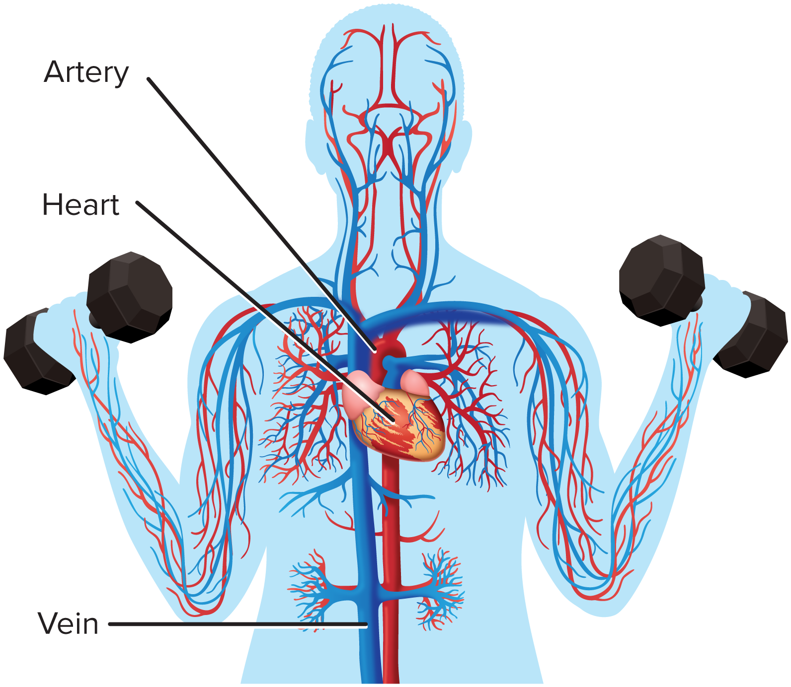 <p>circulatory system</p>