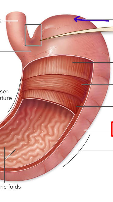 <p>round top to collect gas</p>
