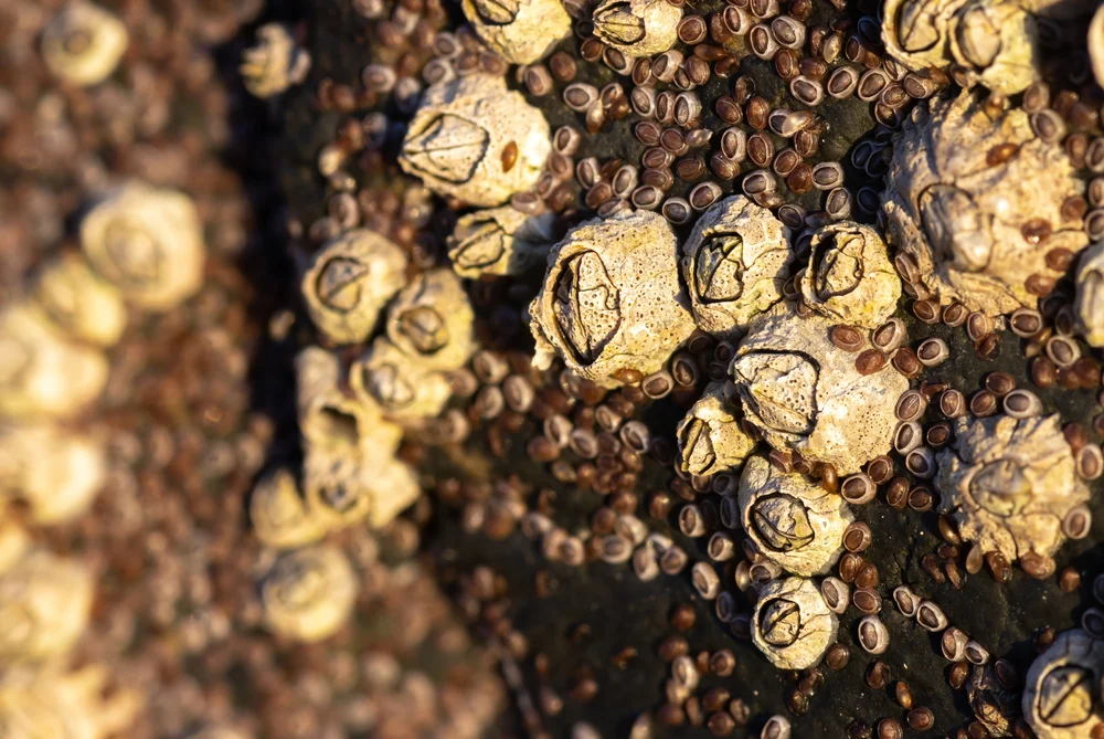 <p>barnacle</p>
