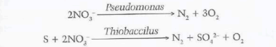 <p>Denitrification is the process where denitrifying bacteria convert nitrates (NO₃⁻) into nitrogen gas (N₂) and nitrous oxide (N₂O), releasing them back into the atmosphere.</p><p>This is carried out by bacteria such as <em>Pseudomonas</em> and <em>Thiobacillus</em>. It commonly occurs in waterlogged soils where oxygen levels are low and there is a high amount of decomposing organic matter.</p>
