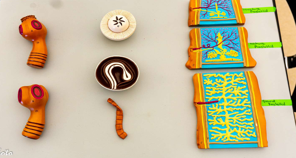 <p>Identify the Phylum &amp; name</p>