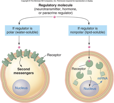 <p>no because <span>they can go straight to the nucleus themselves</span></p>