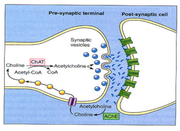 <p>Increased stimuli = increased contraction</p>