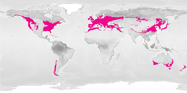 <p>Europe, East Asia, East US</p>