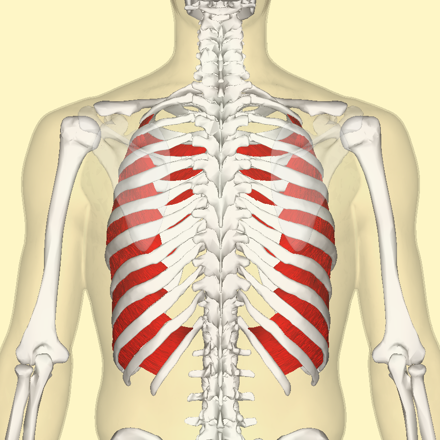 <p>Muscle in thorax that lies in deeper layer of rib cage, and allows forced respiration</p>
