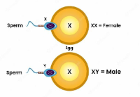 <p><strong>22 </strong>are <strong>identical</strong>, with <strong>1 pair </strong>of <strong>sex chromosomes</strong></p>