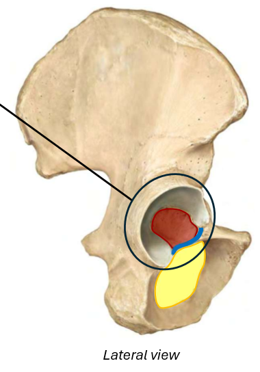 <p>Red area is…</p>
