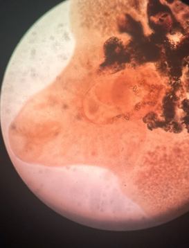 <p>přežvýkavci</p>