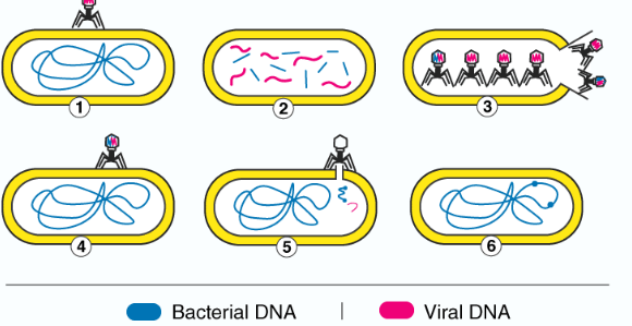 <p>What is transduction?</p>