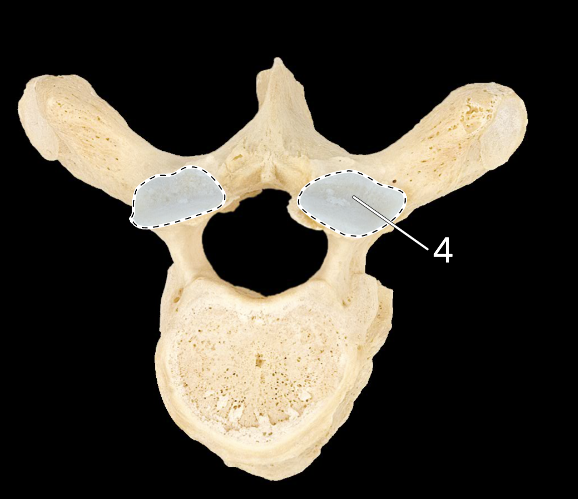 <p>4</p>