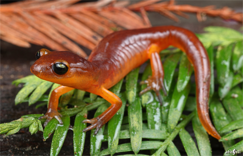 <p>Plethodontidae<br>Ensatina eschscholtzii<br>Ensatina</p>