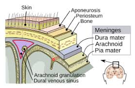 <p>Meninges</p>