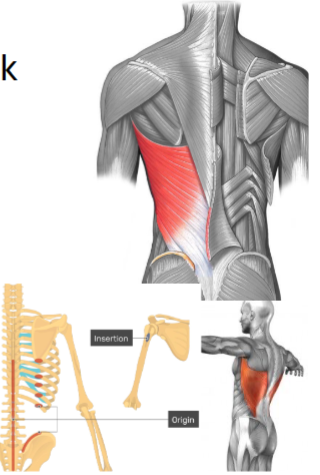 <ul><li><p>Origin: spinous processes of lower thoracic and lumber vertebrae,</p></li></ul><p>thoracolumbar fascia, ribs 8-12</p><p>• Insertion: bicipital/intertubercular groove of humerus</p>