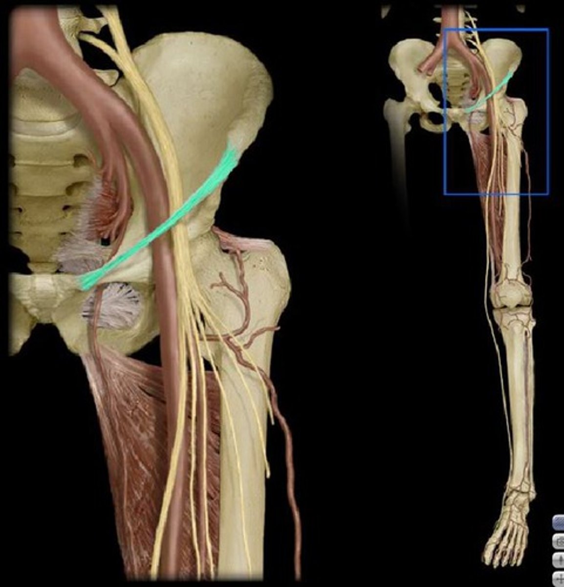 <p>-anatomical structure forming the base of the femoral triangle</p><p>-extends from the anterior superior iliac spine to the pubic tubercle</p>