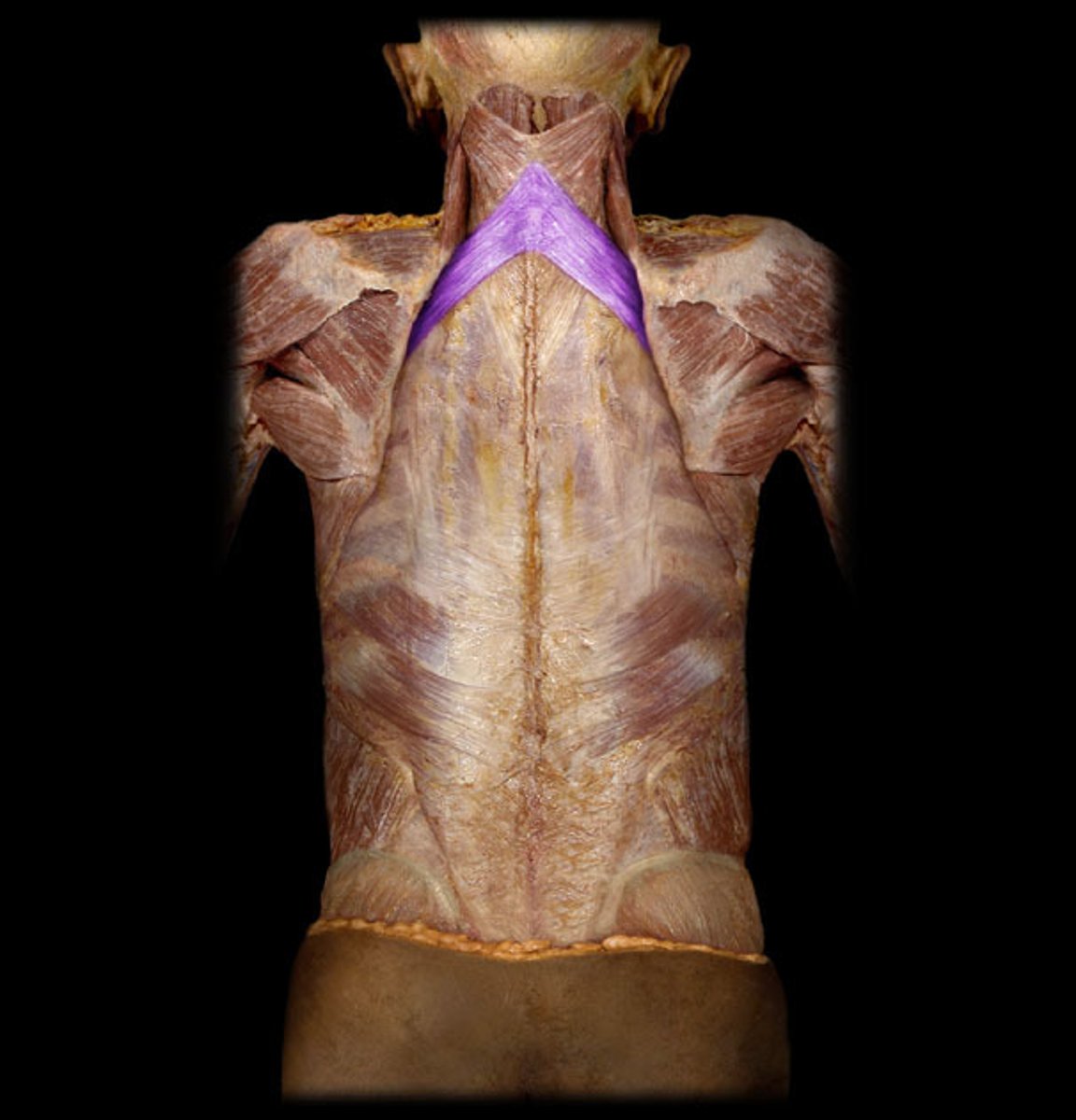 <p>Identification.</p>