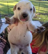 <ul><li><p>diarrhea</p></li><li><p>vomiting</p></li><li><p>weight loss in young puppies</p></li><li><p>possible coughing during hepatotracheal migration</p></li><li><p>intestinal obstruction</p></li><li><p>“pot-bellied” puppies</p></li></ul><p>Zoonotic </p><p></p>