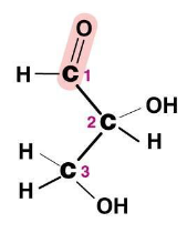 <p>A sugar whose carbonyl group is at the end of the carbon chain.</p>