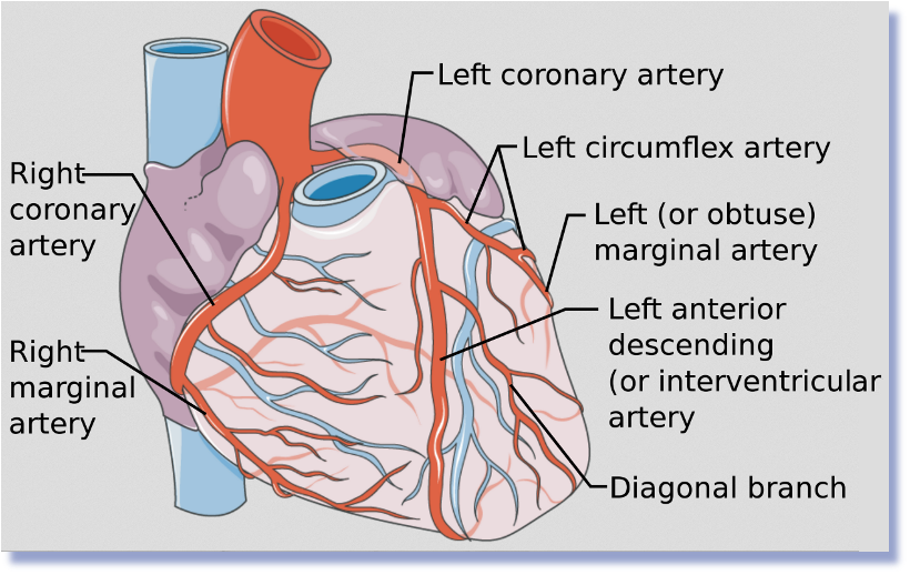 <p><span>Originates in the Left Aortic Sinus</span></p><p></p><p><span>Supplies most of the </span><strong>left side of the heart</strong><span>, especially the </span><strong>left ventricle</strong><span>, which does the majority of the heart's pumping work. </span></p>