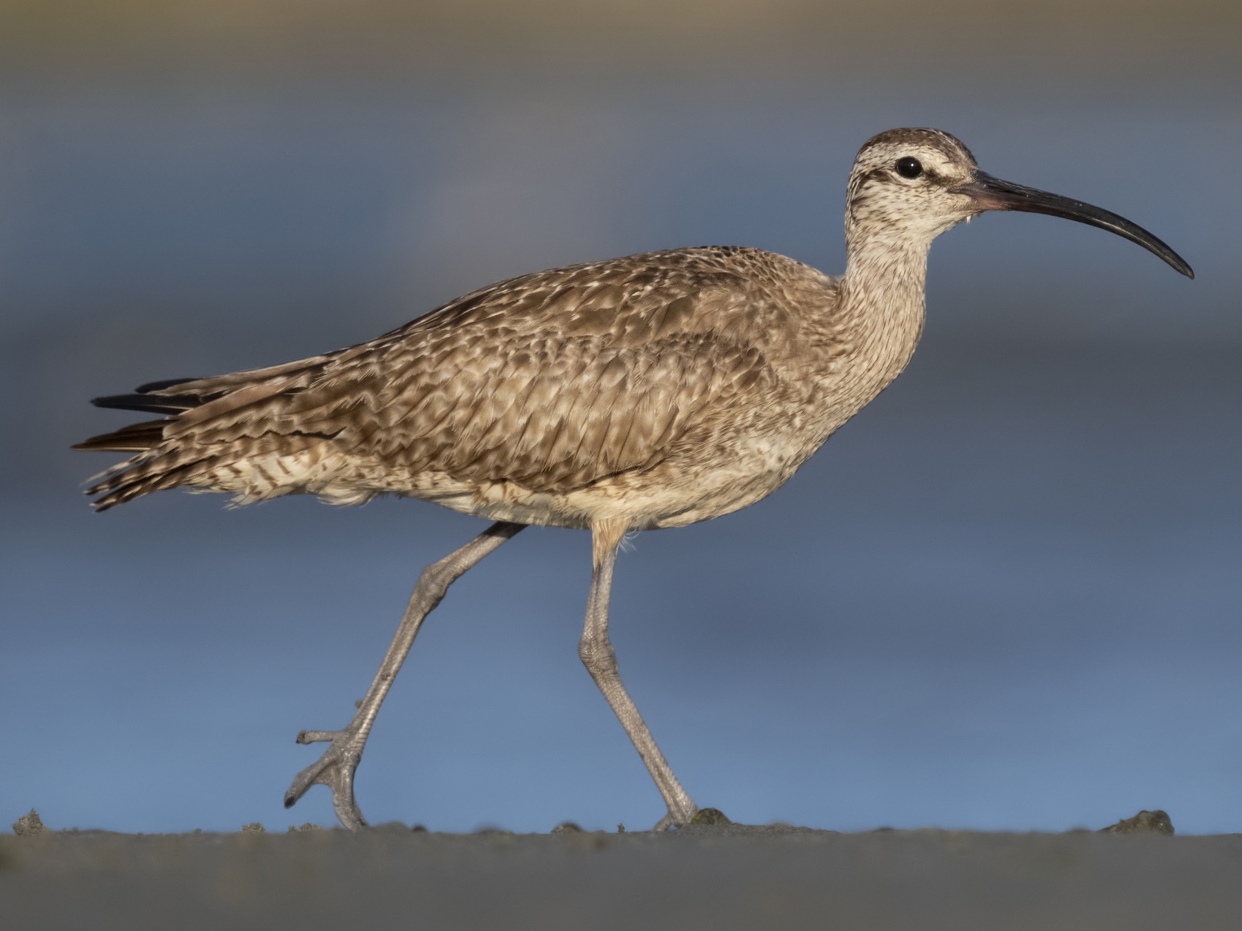 <p>Order Charadriiformes Family Scolopacidae</p>