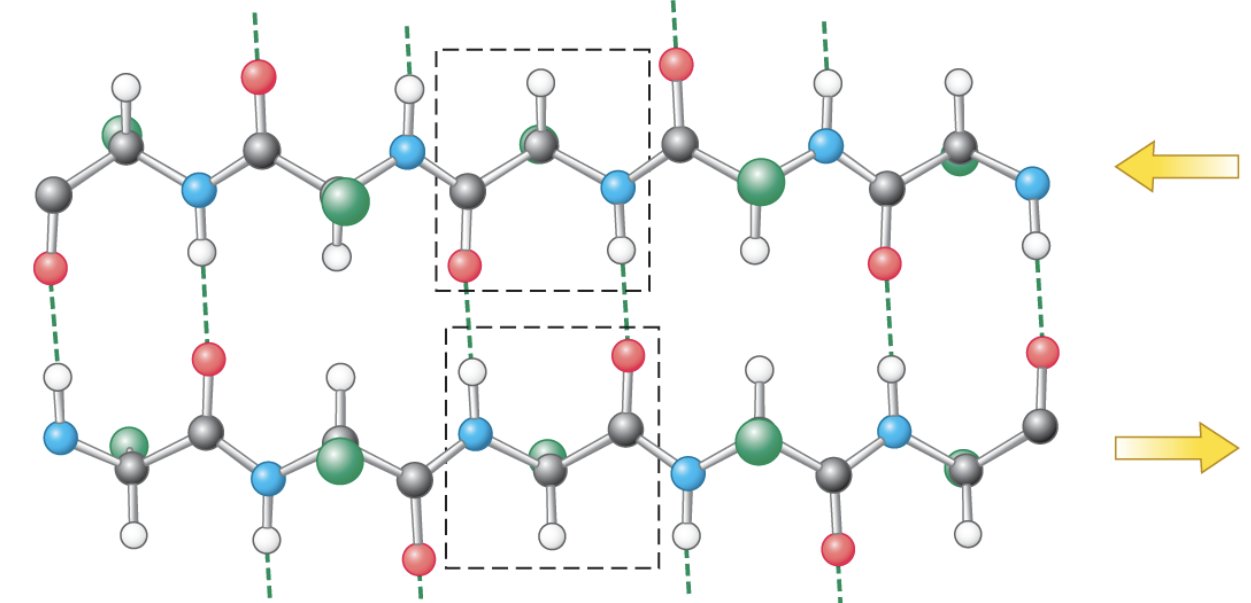 <p>virtually straight h-bonds between strands, 1 amino acid on strand A h-bonds 1 amino acid on strand B </p>