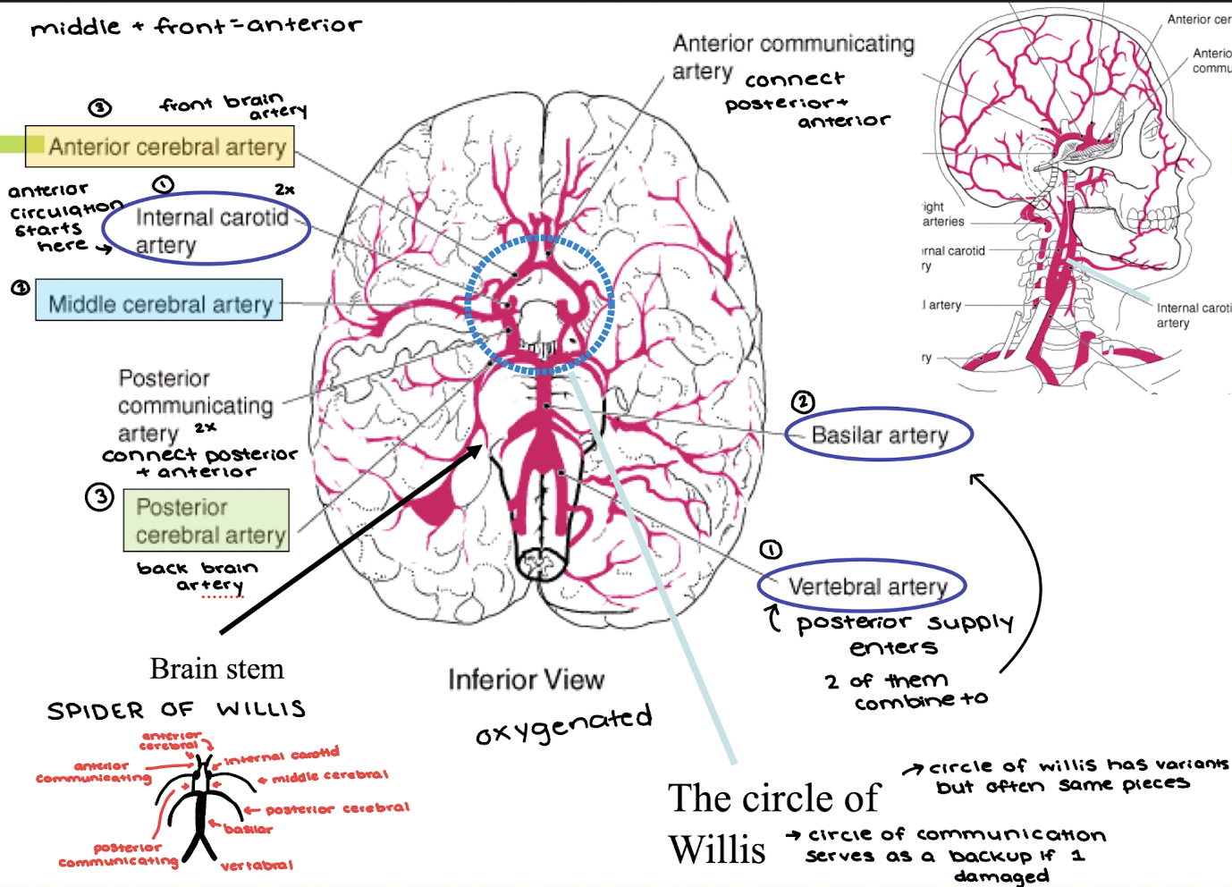 <p>Describe the blood supply to the brain and the Circle of Willis</p><p>(internal carotid arteries, vertebral arteries, basilar artery, anterior, middle, and posterior cerebral arteries, anterior communicating artery &amp; posterior communicating arteries)</p>